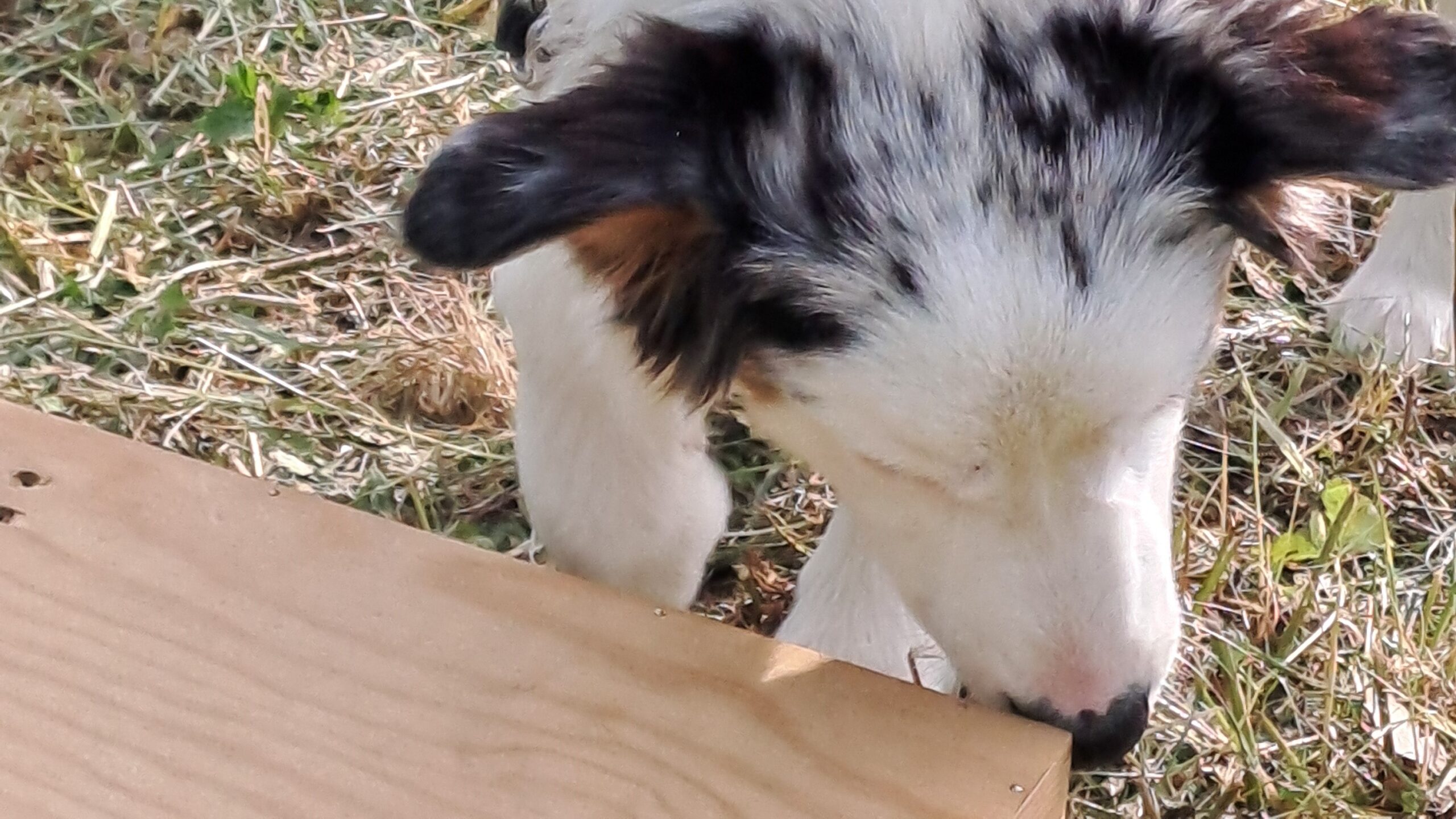 Für Hunde ist Schnüffeln kein bloßer Zeitvertreib, sondern ein lebenswichtiges Bedürfnis, um Informationen über ihre Umgebung zu sammeln.