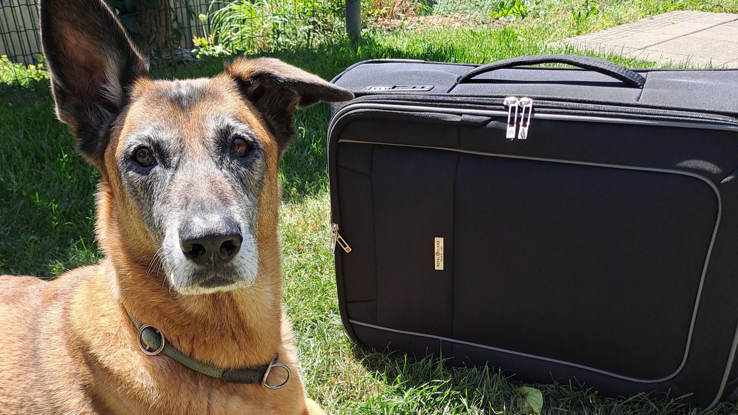 Der Hund ist nur ein Teil unseres Lebens. Für unseren Hund sind wir sein ganzes Leben