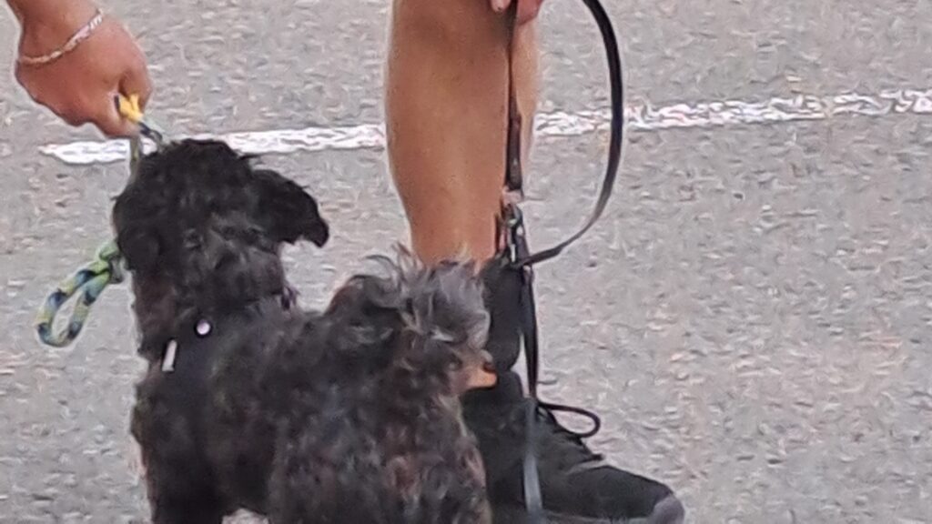 Lernspaziergang Spielen mit dem Hund