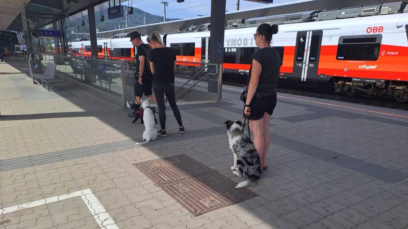 Lernspaziergang unter Ablenkung
